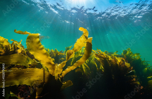 seaweed south of Chile photo