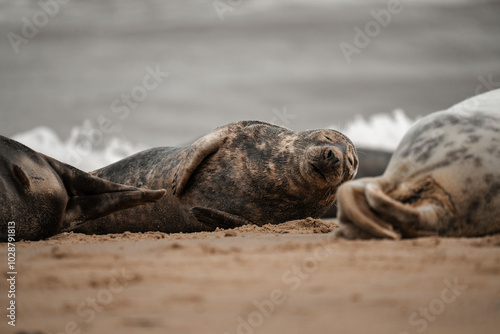 Seal on a beach, cute brown adult seals in Norfolk