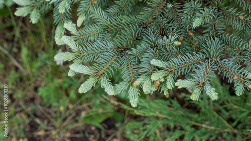 Blue spruce branch with tender young twigs and gallica in summer, Picea Pungens, selective focus. photo