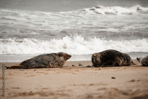 Grey seals on a beach photo