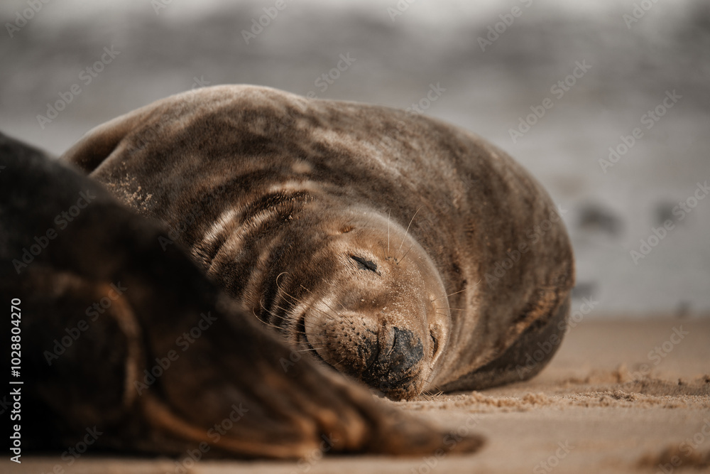 Seal on a beach, cute brown adult seals in Norfolk Seal on a beach, cute brown adult seals in Norfolk
