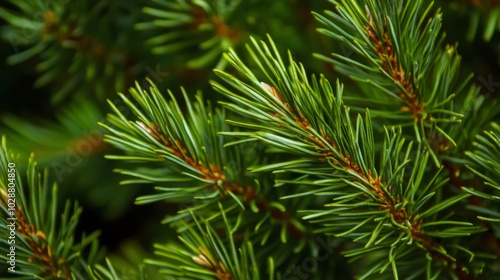 Close-up of Pine Tree Branch with Green Needles