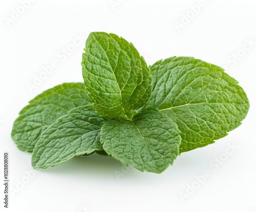 A fresh green leaf with intricate texture resting on a light surface in natur...