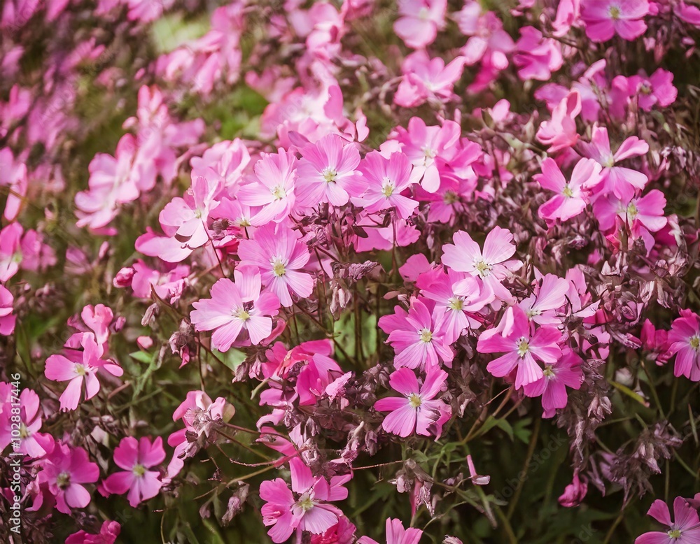 Delicate pink wildflowers are blooming beautifully, generative ai Delicate pink wildflowers are blooming beautifully, generative ai