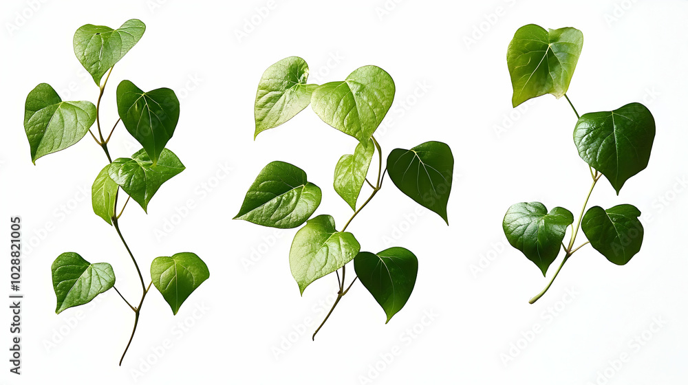 Three branches of heart-shaped green leaves on a white background. Three branches of heart-shaped green leaves on a white background.