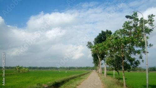 A serene atmosphere with a dirt road lined with tall trees. Green rice fields stretch in the distance, bright blue skies decorated with fluffy white clouds complete the beautiful scenery.