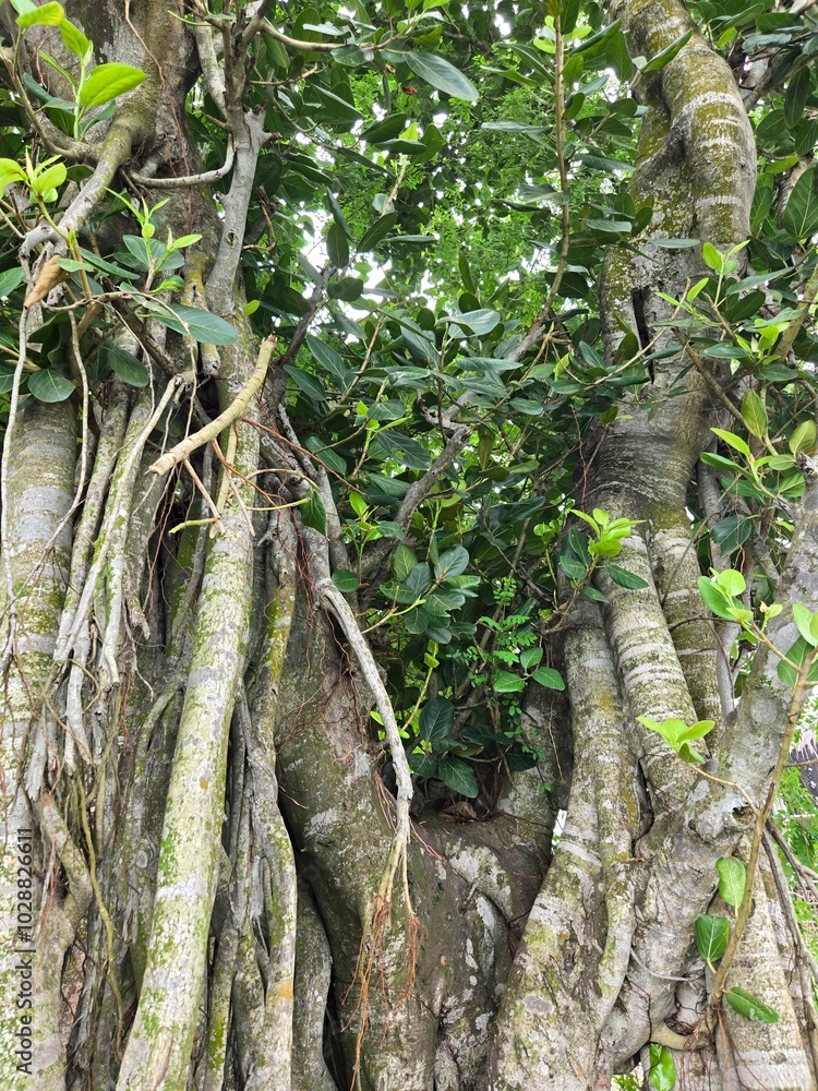 Fototapeta premium tree in the forest