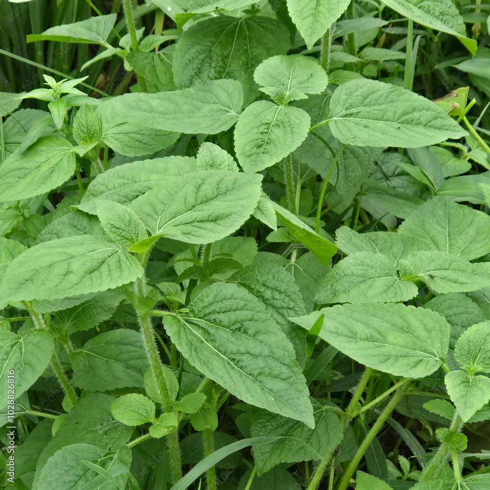 green leaves green leaves