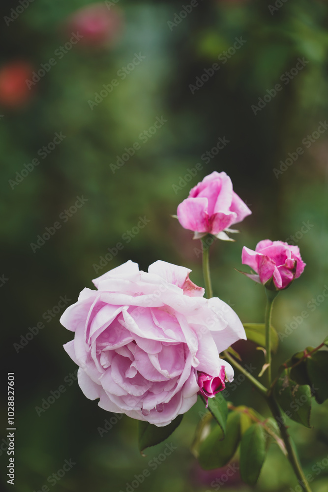 the pink flower in the nature with dramatic tone the pink flower in the nature with dramatic tone