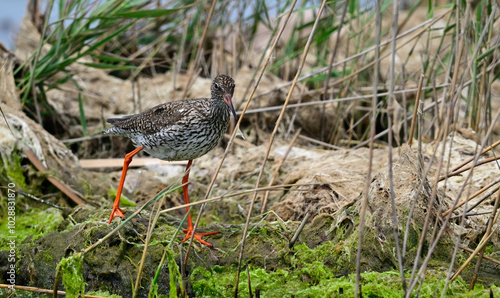 Rotschenkel // Common redshank (Tringa totanus)  photo