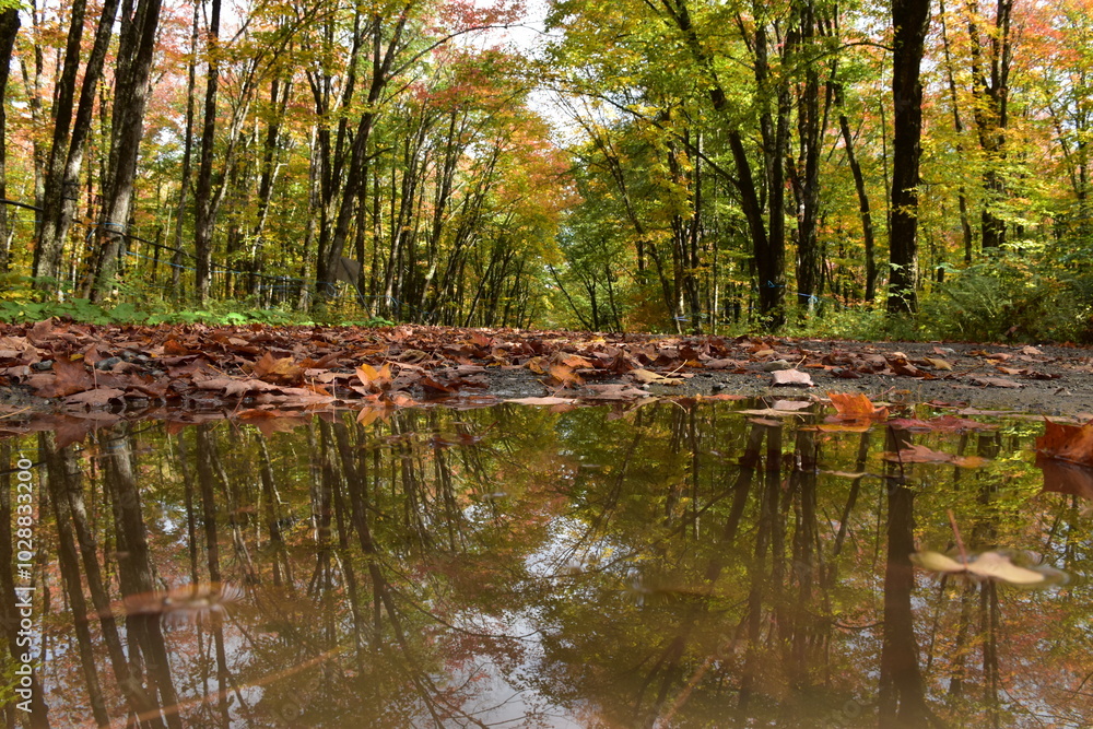 Autumn Reflection on the Road, Sainte-Apolline, Québec, Canada