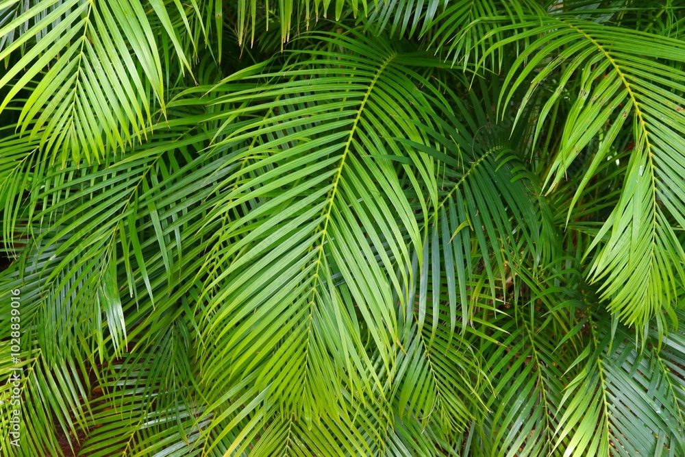 Guadeloupe palm leaf background Guadeloupe palm leaf background