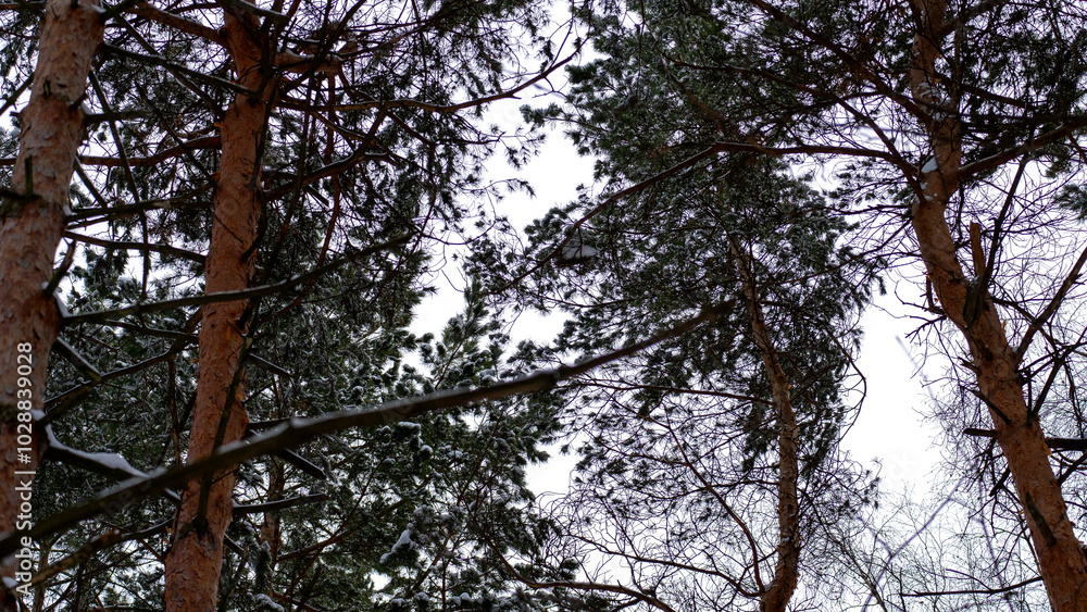 Fototapeta premium A forest with snow-covered trees. The trees are tall and have a dark brown color. The sky is clear and the sun is shining brightly