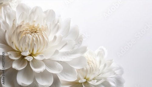 Dahlia flower background