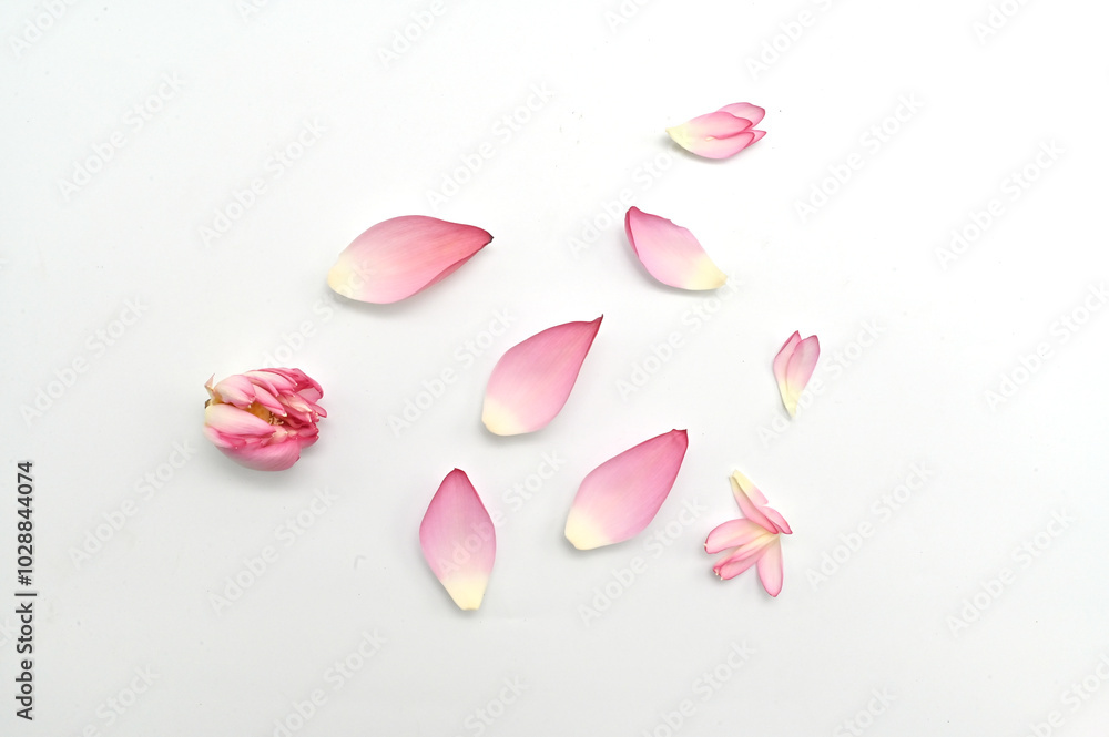 LOTUS PETALS TOP VIEW WITH SELECTIVE FOCUS. LOTUS PETALS TOP VIEW WITH SELECTIVE FOCUS.