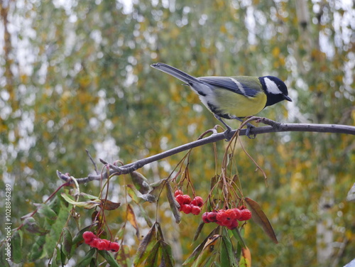 Tit on a rowan branch in the forest.
