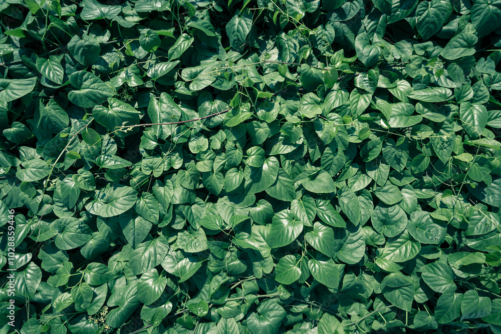 Dense vertical garden with various green plants and foliage, lush and vibrant living wall, outdoor setting. Dense vertical garden with various green plants and foliage, lush and vibrant living wall, outdoor setting.
