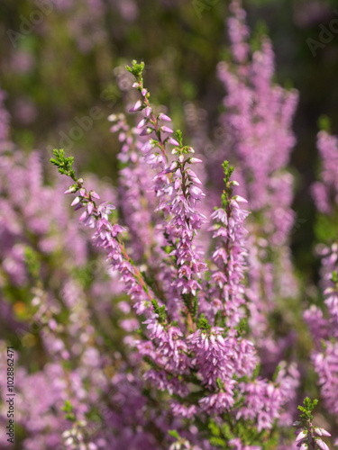 heather in summer