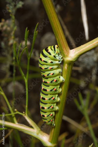 beautiful green spotted Papilio machaon or Old World swallowtail caterpillar on plant. Soft focused vertical macro shot photo