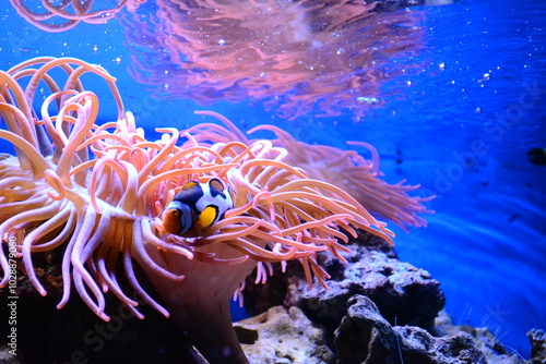 Where is Nemo: Percula clownfish (Amphiprion percula).
Nemo fishes swimming in the clean water.  photo