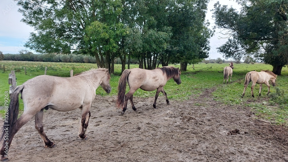 White wild horses walking on the green grass. White wild horses walking on the green grass.