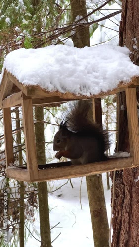 A squirrel in the winter forest. A squirrel in a forest feeder eats seeds and nuts. First snow. Winter pine forest in Russia. Snowfall in the forest. 4K photo