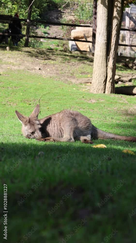little kangaroo lying vertical video little kangaroo lying vertical video
