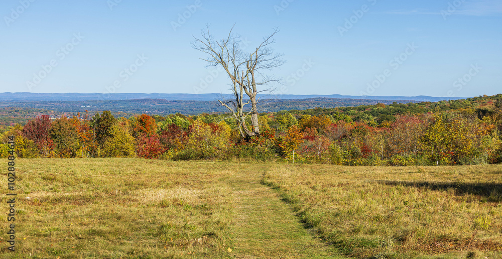 Dead tree in an autumn landscape Dead tree in an autumn landscape