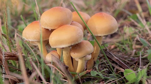 Forest environment in autumn, when various mushrooms flourish, including Inosperma Erubescens. Learn about their inedibility. photo