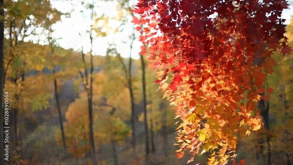 colorful autumn leaves gently falling from trees. colorful autumn leaves gently falling from trees.
