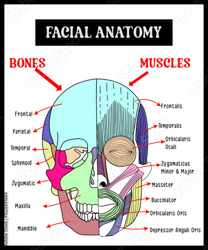 human skull bones and Muscle structure diagram schematic vector illustration. Medical science educational illustration