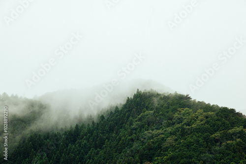 Passage over scenic, sunlit evergreen mountains shrouded in mist, aerial shot