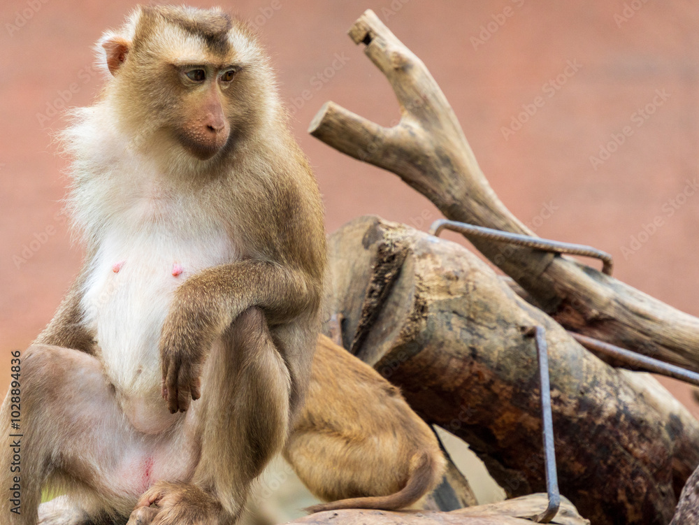 Naklejka premium monkeys