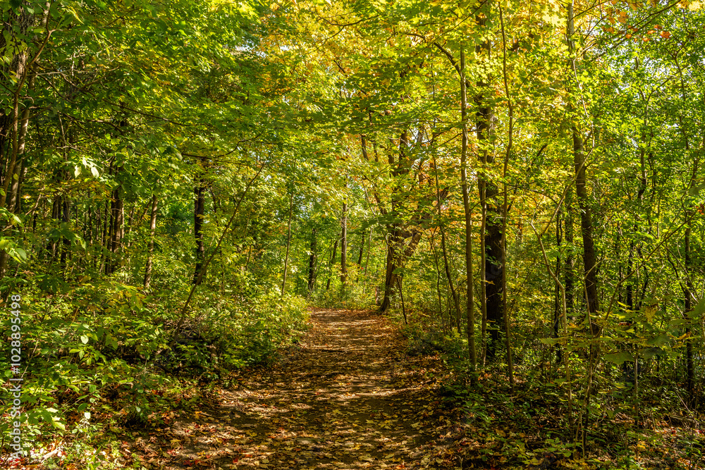 Fototapeta premium Le parc du Mont-Royal pendant l'automne à Montreal Canada