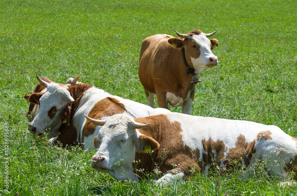 custom made wallpaper toronto digitalKühe auf der Sommer-Weide 
Cows on summer pasture