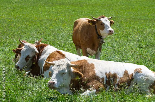 Wallpaper Mural Kühe auf der Sommer-Weide 
Cows on summer pasture Torontodigital.ca