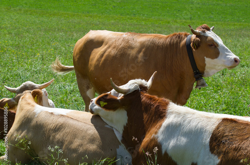Quadro su tela Kühe auf der Sommer-Weide 
Cows on summer pasture