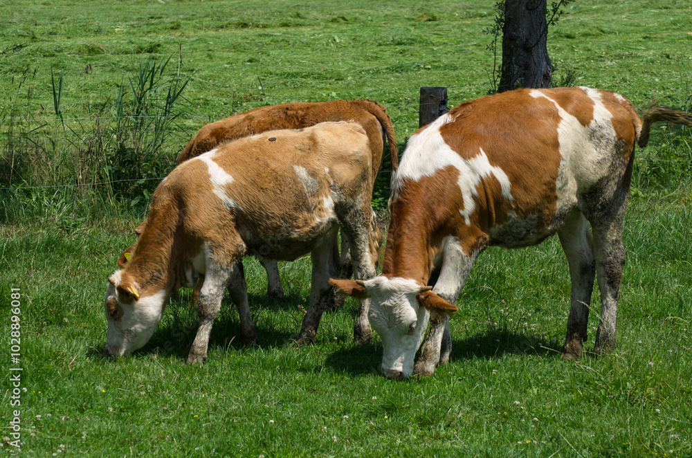 Obraz premium Kühe auf der Sommer-Weide Cows on summer pasture