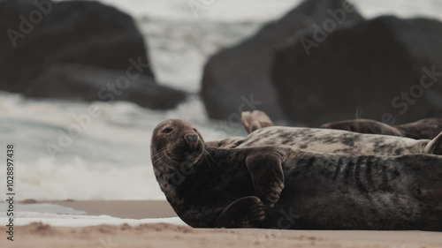 Grey seal adult on a beach