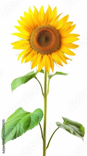 Bright yellow sunflower, white background, 4K hyperrealistic photo