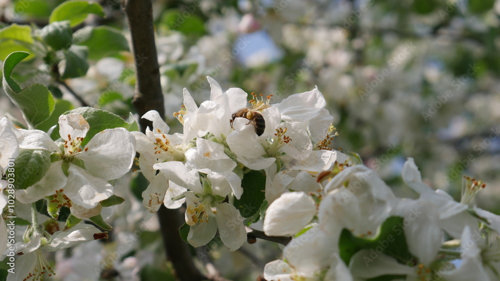 Flowering tree Flowering tree