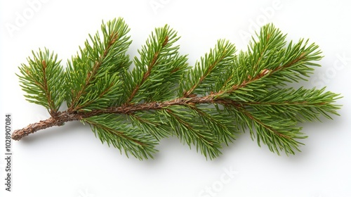 Realistic Christmas tree illustration for Xmas cards, New year party posters on transparent background. Stock. Spruce branch. Green fir.