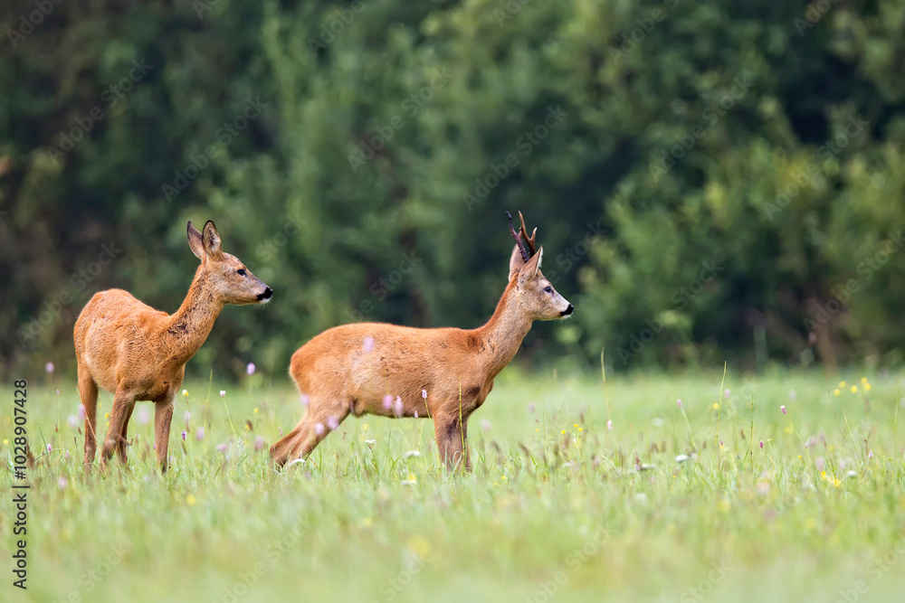 Obraz premium Buck deer with roe deer in a clearing