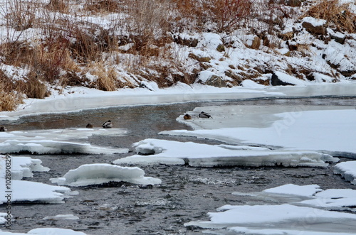Wallpaper Mural Rouge River in winter in Markham, Ontario, Canada Torontodigital.ca