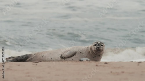 Grey seal pup on a beach, cute seals video