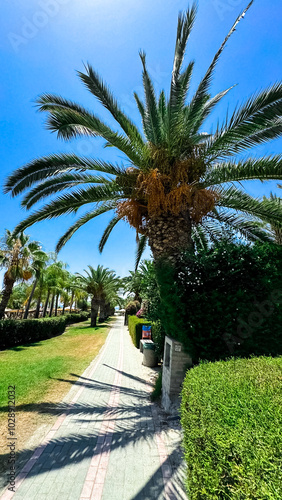 A picturesque path to the sea. Shadows from palm trees. Vacation, vacation by the sea