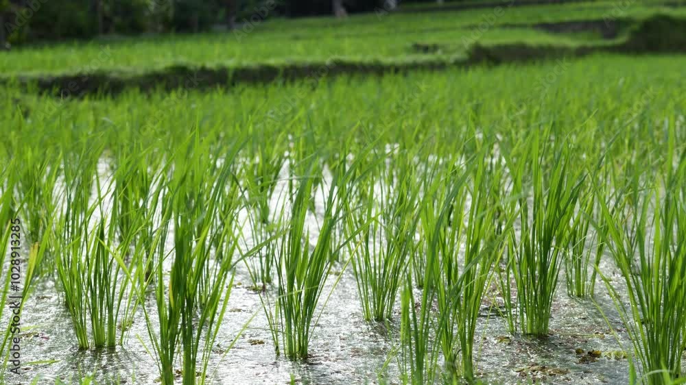 Video of rice green fields on a Bali island in Indonesia. Video of rice green fields on a Bali island in Indonesia.