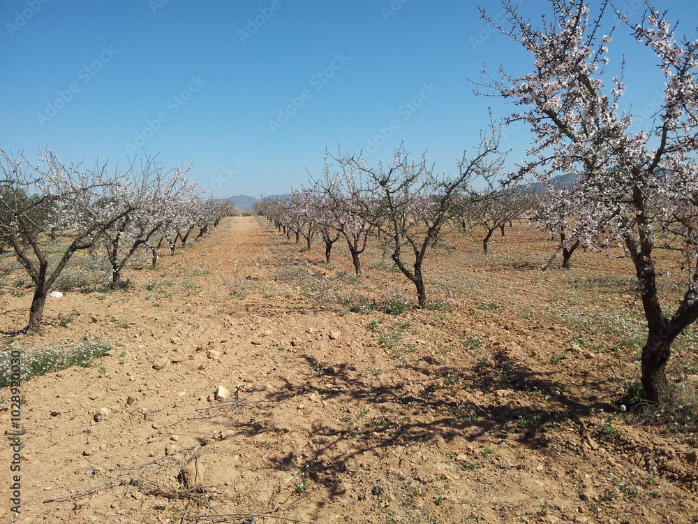 Fototapeta premium Canpo de arboles de almentro