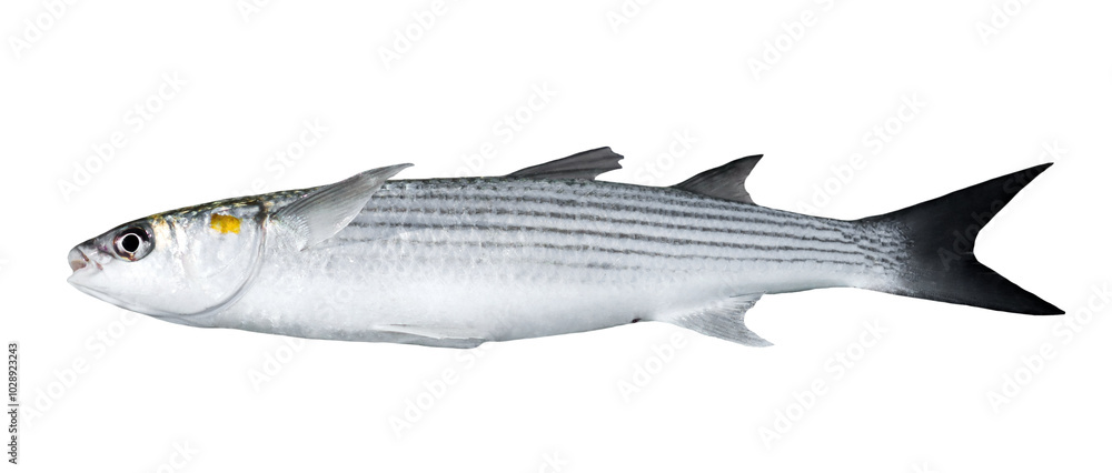 Obraz premium Golden grey mullet isolated on white (Liza aurata)
