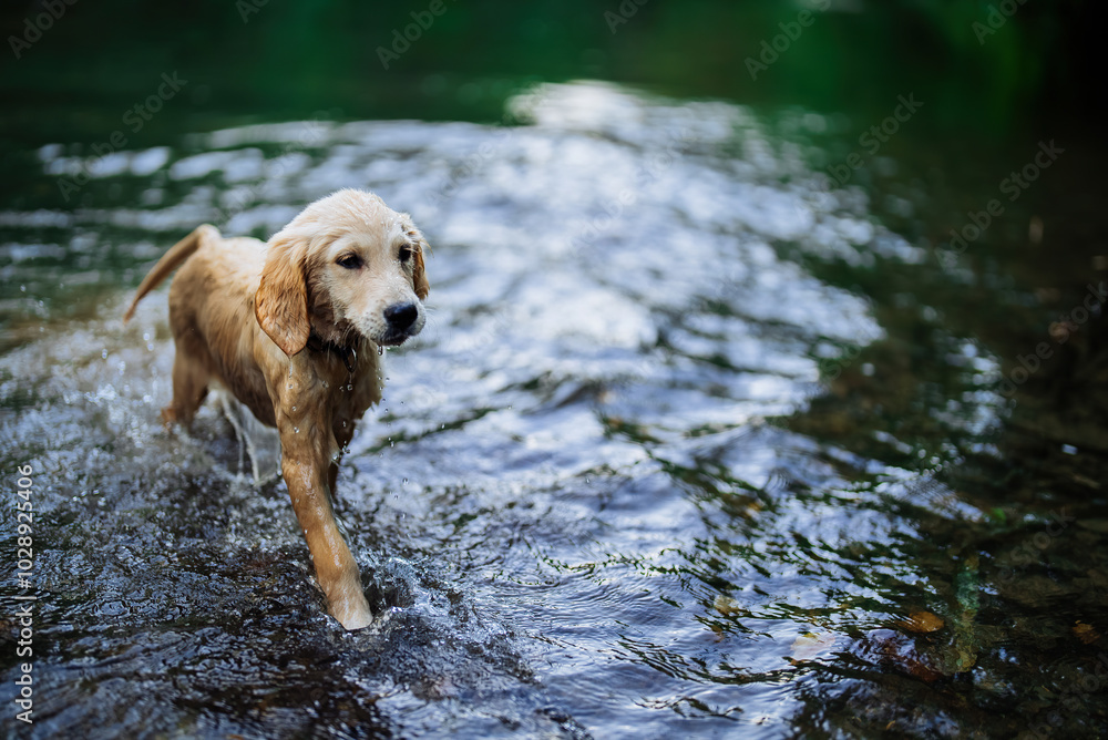 Cute Doggy - Golden Retriever Puppy Swimming In Lake At Summer. Playful Pets.